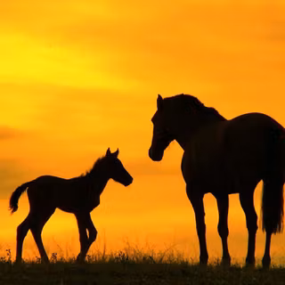 Dogs and horses wallpaper