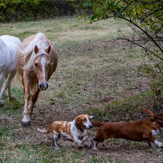 Dogs and horses wallpaper