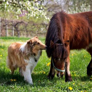 Dogs and horses wallpaper