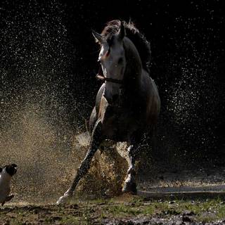 Dogs and horses wallpaper