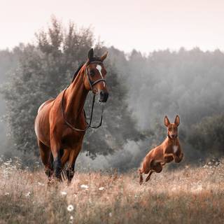 Dogs and horses wallpaper