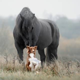 Dogs and horses wallpaper