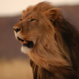 Majestic lion wallpaper