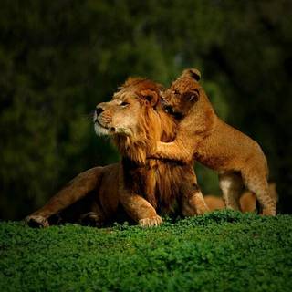 Lion father and son wallpaper