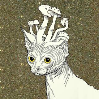 Mushroom cat wallpaper