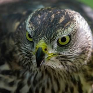 Northern goshawk wallpaper