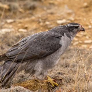 Northern goshawk wallpaper