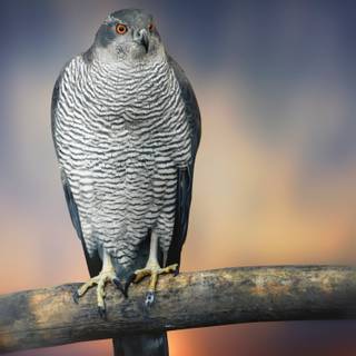 Northern goshawk wallpaper