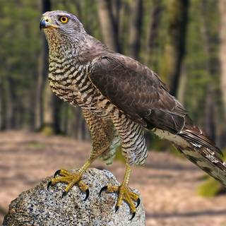 Northern goshawk wallpaper