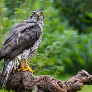 Northern goshawk wallpaper