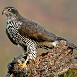 Northern goshawk wallpaper