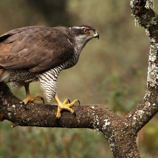 Northern goshawk wallpaper