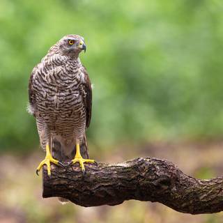 Northern goshawk wallpaper