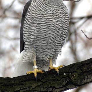 Northern goshawk wallpaper