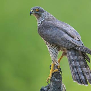 Northern goshawk wallpaper