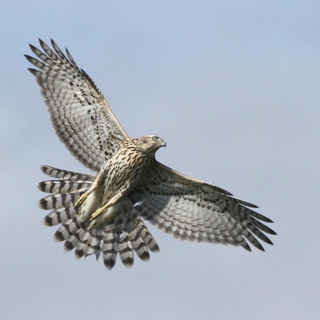 Northern goshawk wallpaper
