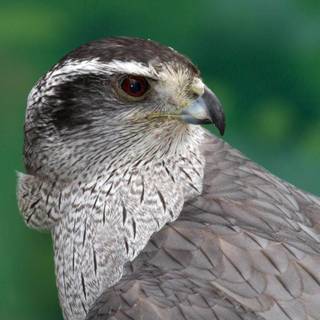 Northern goshawk wallpaper