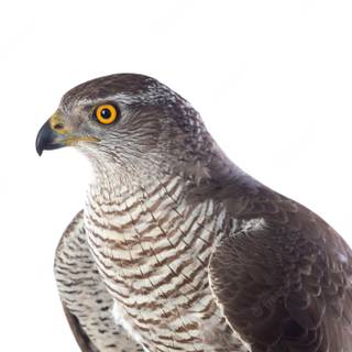Northern goshawk wallpaper