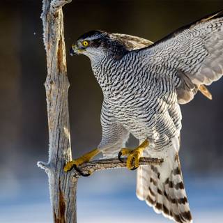 Northern goshawk wallpaper