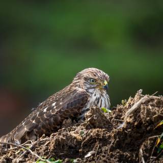 Northern goshawk wallpaper