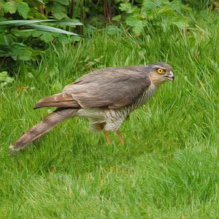 Northern goshawk wallpaper