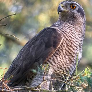 Northern goshawk wallpaper