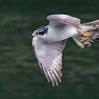 Northern goshawk wallpaper
