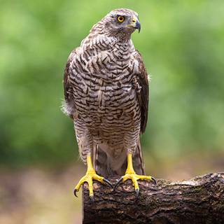Northern goshawk wallpaper