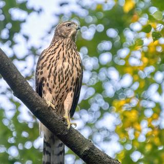 Northern goshawk wallpaper
