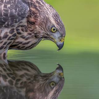 Northern goshawk wallpaper