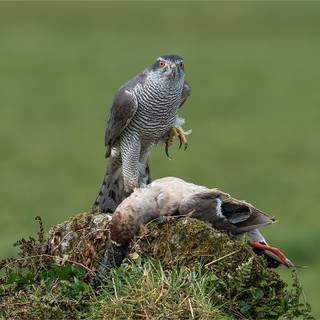 Northern goshawk wallpaper