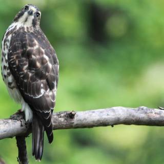 Northern goshawk wallpaper