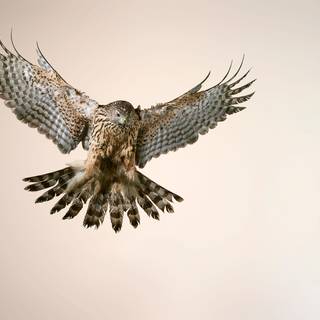 Northern goshawk wallpaper