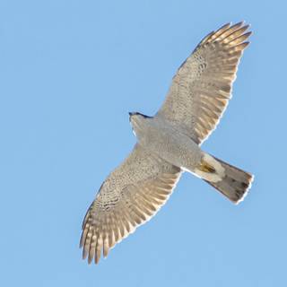 Northern goshawk wallpaper
