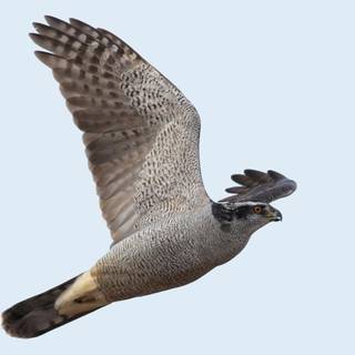 Northern goshawk wallpaper