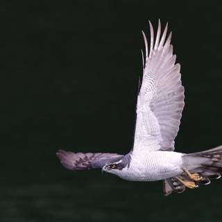 Northern goshawk wallpaper