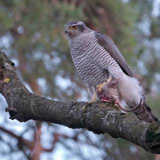 Northern goshawk wallpaper
