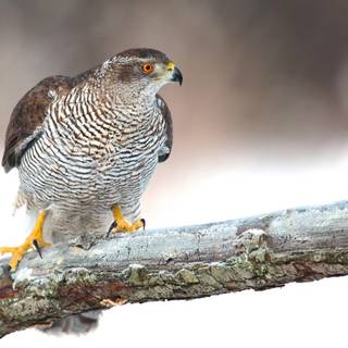 Northern goshawk wallpaper