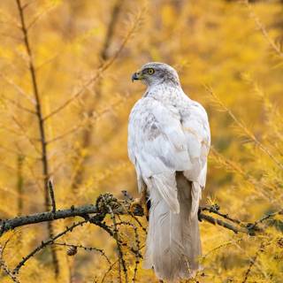 Northern goshawk wallpaper