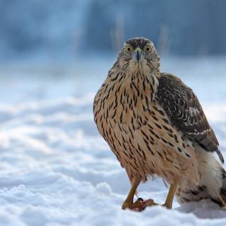 Northern goshawk wallpaper