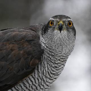 Northern goshawk wallpaper