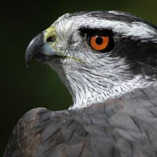 Northern goshawk wallpaper