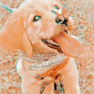 Preppy puppy wallpaper