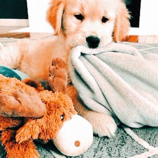 Preppy puppy wallpaper