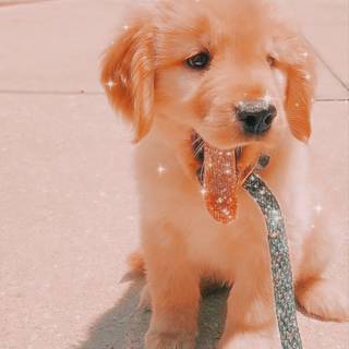 Preppy puppy wallpaper