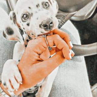 Preppy puppy wallpaper