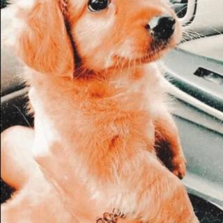 Preppy puppy wallpaper