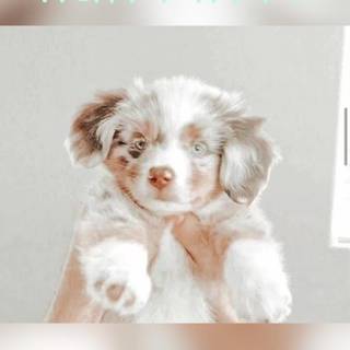 Preppy puppy wallpaper