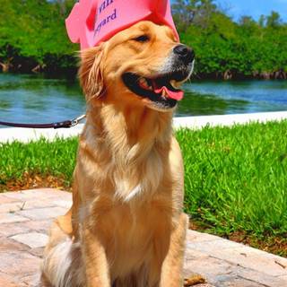 Preppy puppy wallpaper