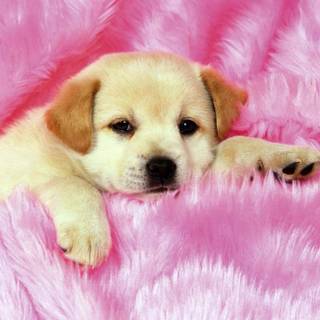 Preppy puppy wallpaper